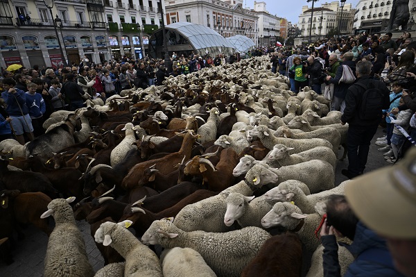 Foto - Madrid'de ilginç olay! Bu koyunların şehirde ne işi var? 