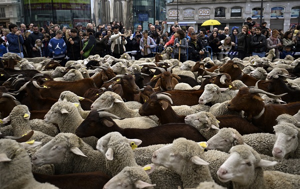 Foto - Madrid'de ilginç olay! Bu koyunların şehirde ne işi var? 
