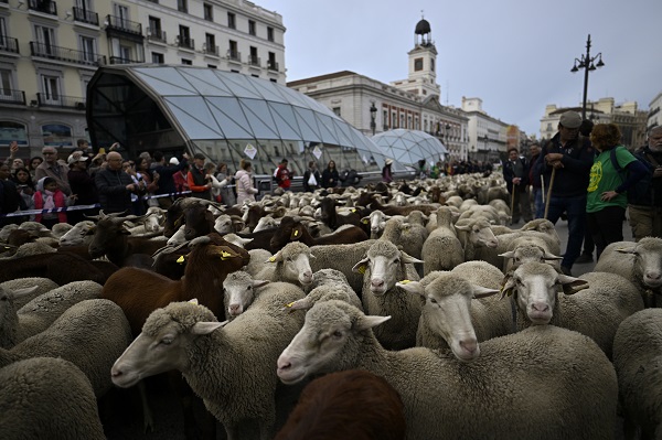 Foto - Madrid'de ilginç olay! Bu koyunların şehirde ne işi var? 