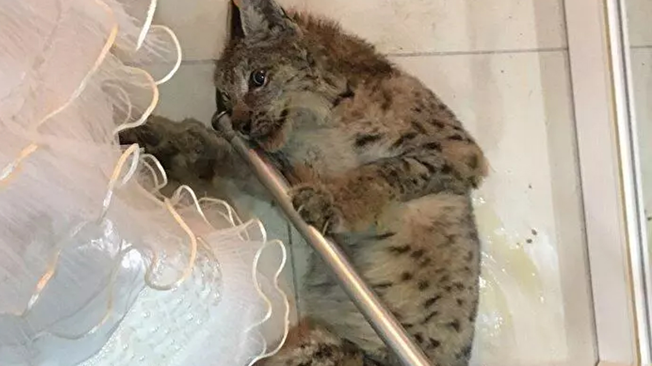 Foto - Mağazada vaşak paniği! Dükkan sahibi büyük şok yaşadı