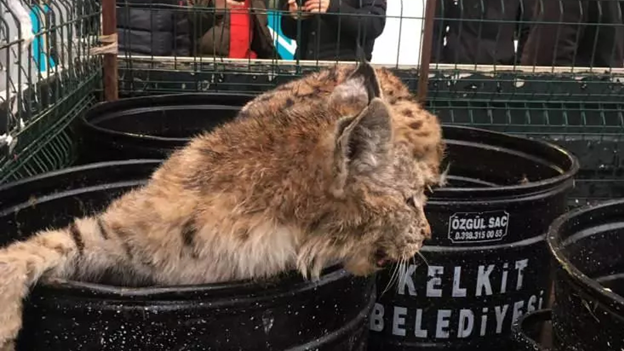 Foto - Mağazada vaşak paniği! Dükkan sahibi büyük şok yaşadı