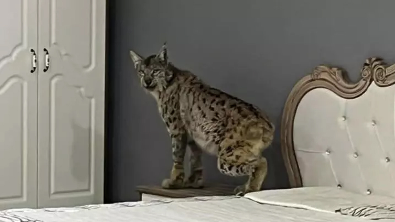 Foto - Mağazada vaşak paniği! Dükkan sahibi büyük şok yaşadı