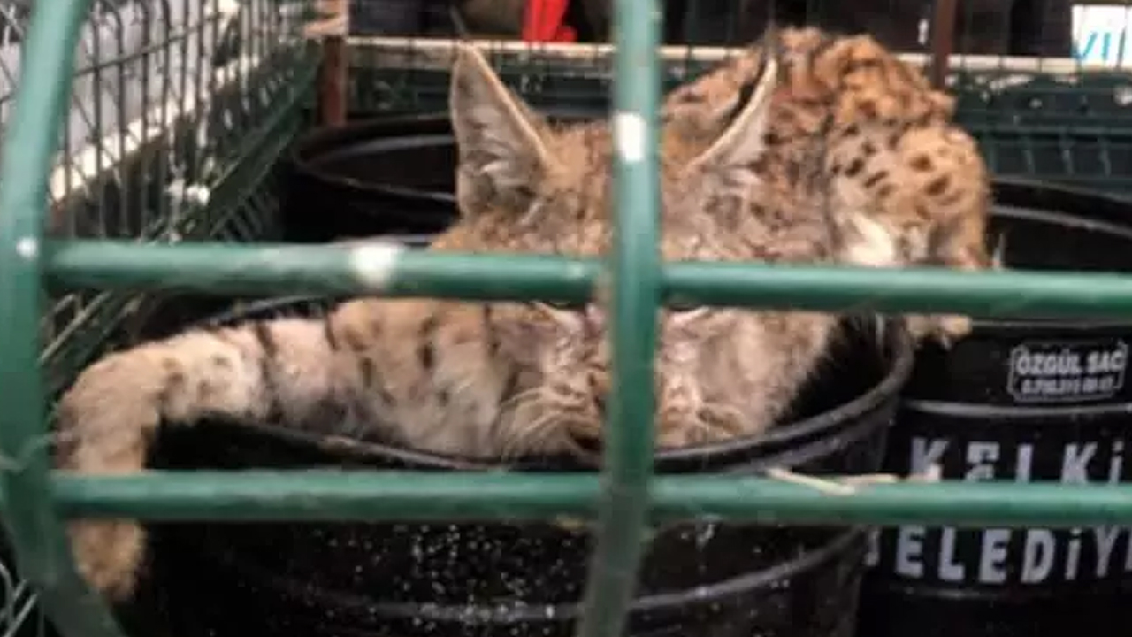 Foto - Mağazada vaşak paniği! Dükkan sahibi büyük şok yaşadı