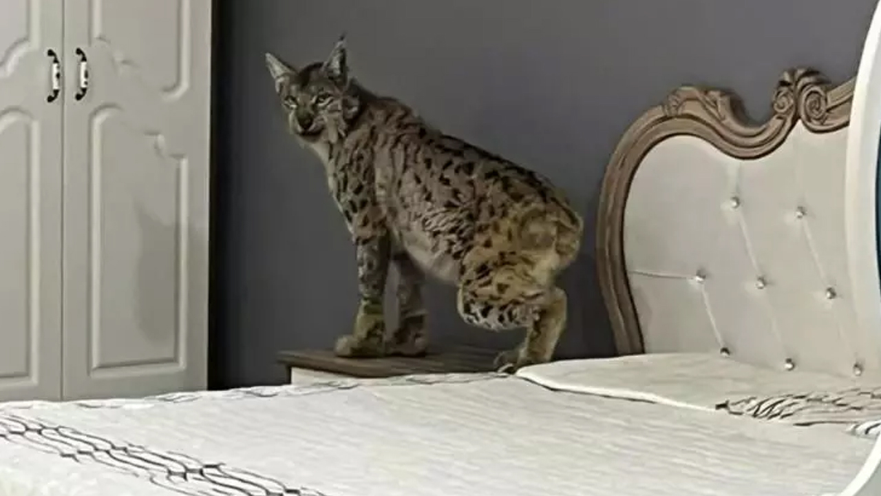 Mağazada vaşak paniği! Dükkan sahibi büyük şok yaşadı