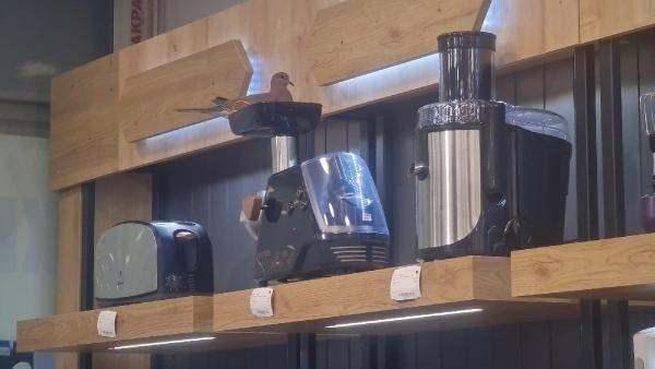 Mağazaya giren kuş, öyle bir yere yuva yaptı ki...