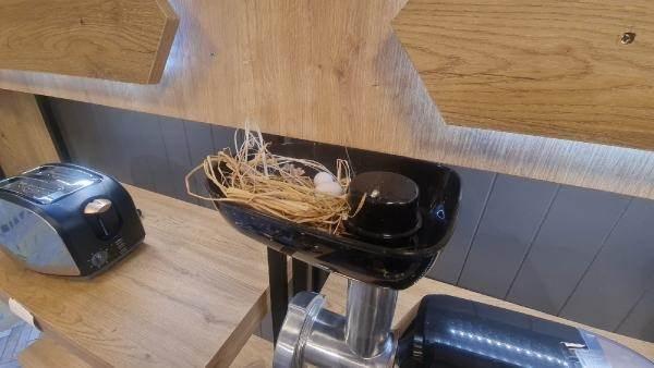 Foto - Mağazaya giren kuş, öyle bir yere yuva yaptı ki...