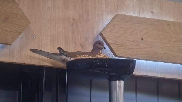 Foto - Mağazaya giren kuş, öyle bir yere yuva yaptı ki...
