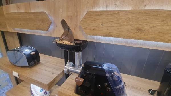 Foto - Mağazaya giren kuş, öyle bir yere yuva yaptı ki...