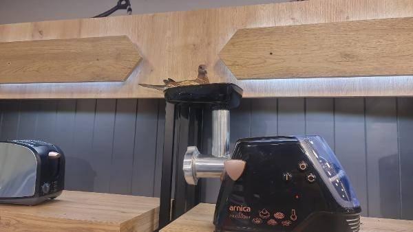 Foto - Mağazaya giren kuş, öyle bir yere yuva yaptı ki...