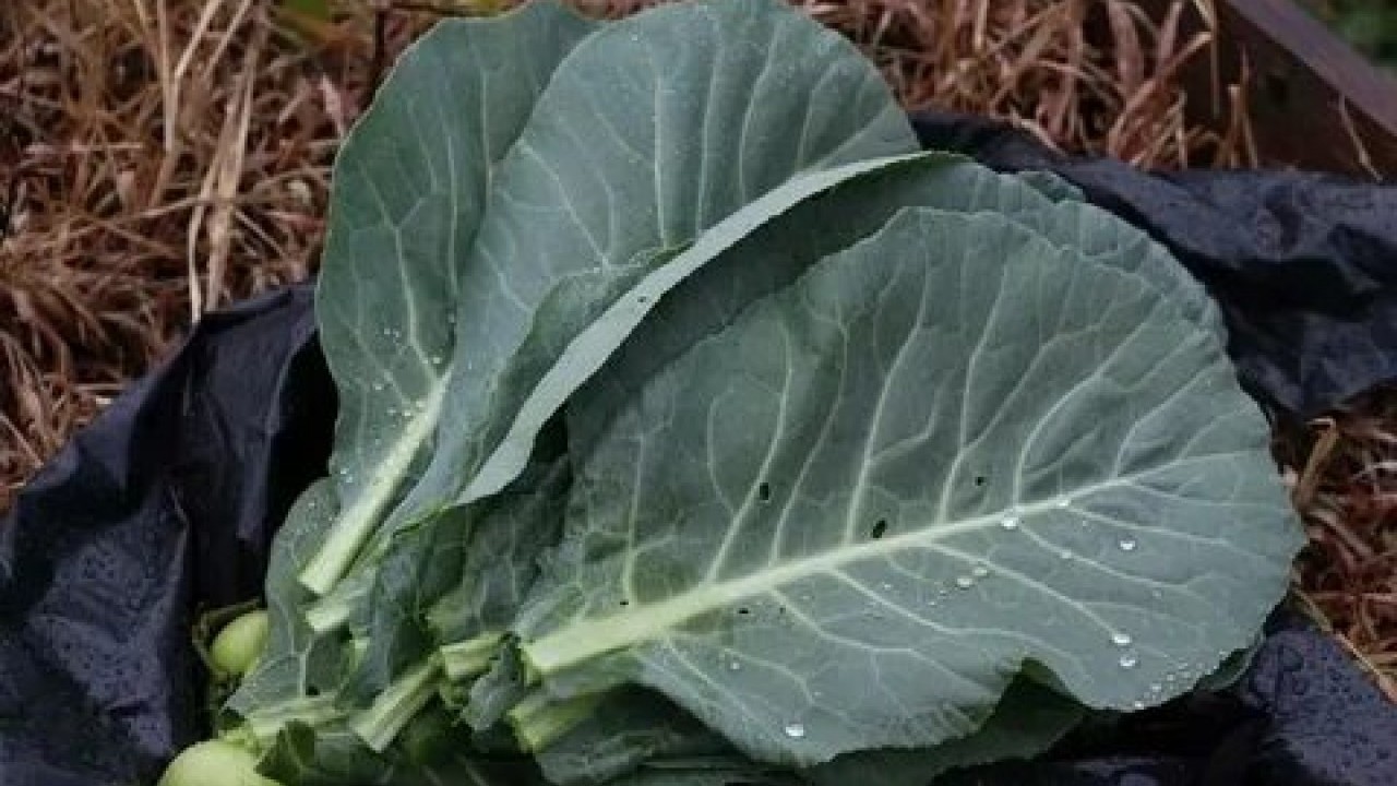 Foto - Magnezyum zengini sebzeler ortaya çıktı! Sağlığa faydaları şaşırtıyor