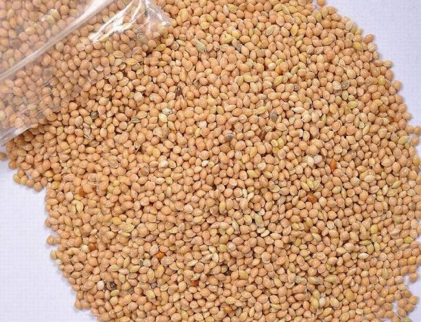 Foto - Magnezyumun zirvesi! Dünyanın süper gıdası! 1 kaşığı bile demir depolarını doldurmaya yetiyor!