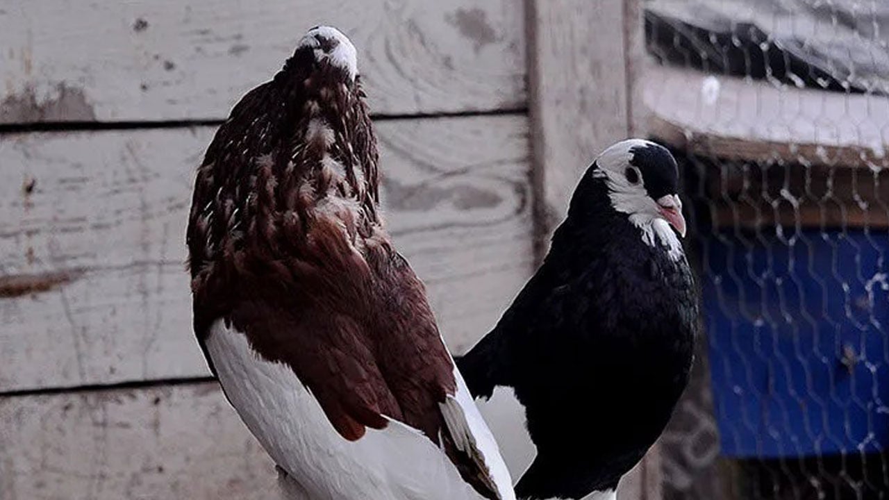 Mahalle savaş alanına döndü, 4 kişi tutuklandı! Güvercin kavgası: 3’ü çocuk, 13 yaralı