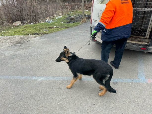 Foto - Mahalleli istedi başı boş köpekleri topladı, hayvan severlerle başı derde girdi