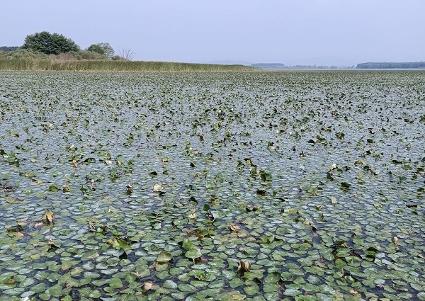 Foto - Mahalleli önlem alınmasını istiyor! O gölün seviyesindeki düşüş korkuttu