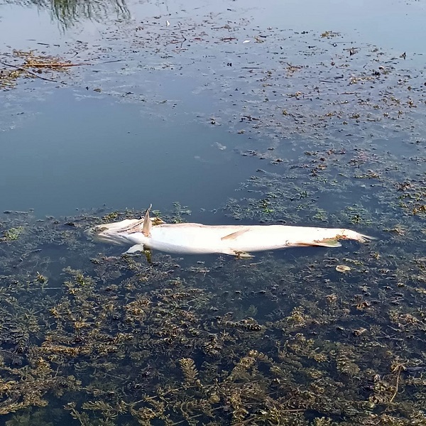 Foto - Mahalleli önlem alınmasını istiyor! O gölün seviyesindeki düşüş korkuttu