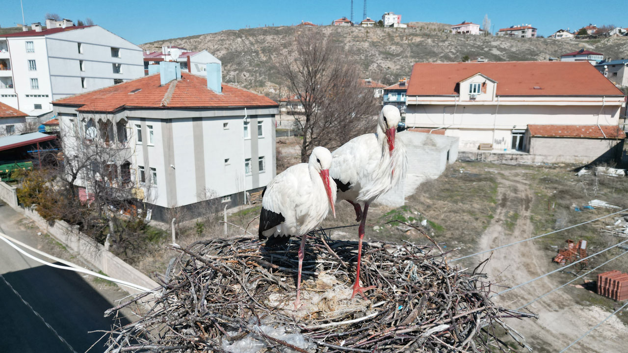 Mahalleli seferber oldu! 40 yıllık leylek yuvası yeniden yapıldı