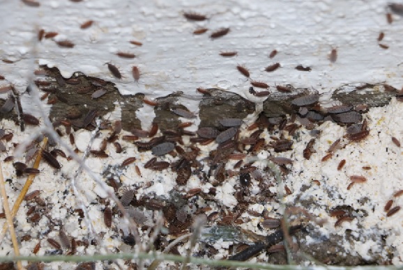Foto - Mahallelinin uykusu kaçtı! Kürek kürek toplanıyor bitmiyorlar...