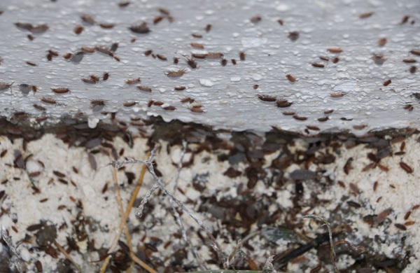 Foto - Mahallelinin uykusu kaçtı! Kürek kürek toplanıyor bitmiyorlar...