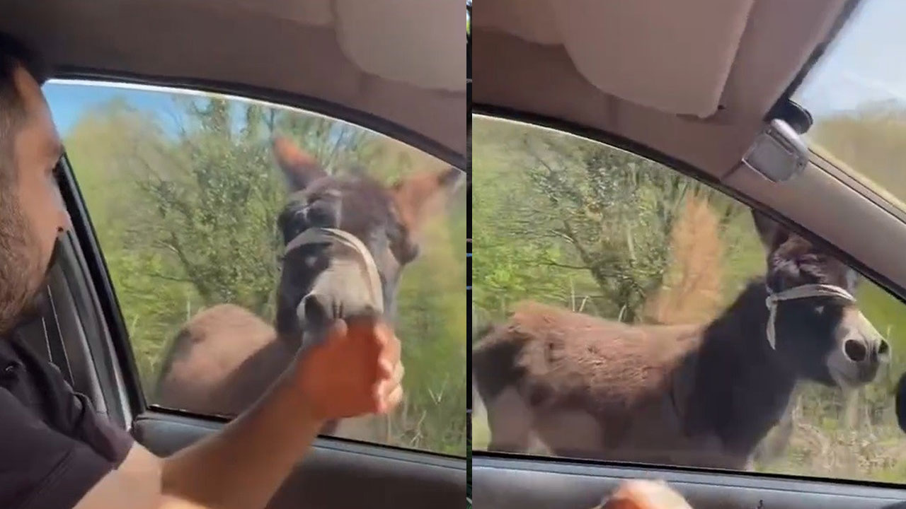 Mahalleye inen eşek ortalığı birbirine kattı: Anıra anıra dükkanlara girdi, cami cemaatini kovaladı