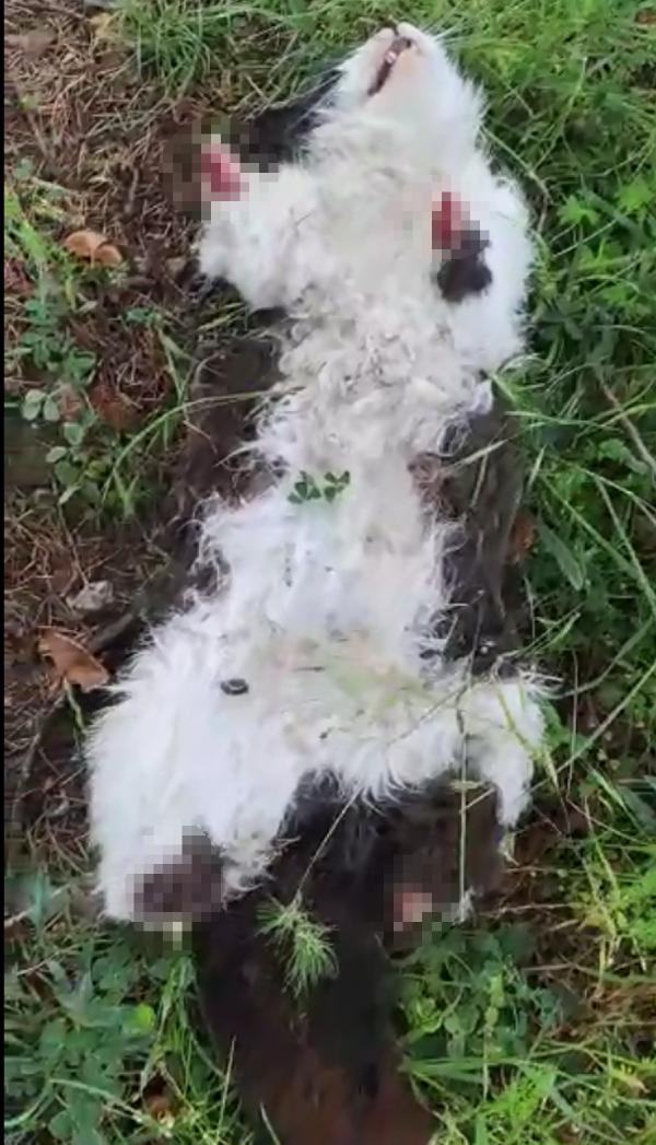 Foto - Mahalleyi ayağa kaldıran vahşet! Ayakları kesilmiş halde ölü bulundu