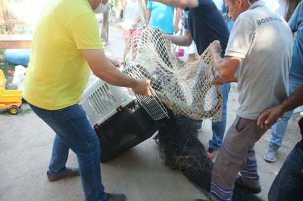Foto - Mahalleyi ayağa kaldırdı! Uykudan uyandı görünce şok oldu