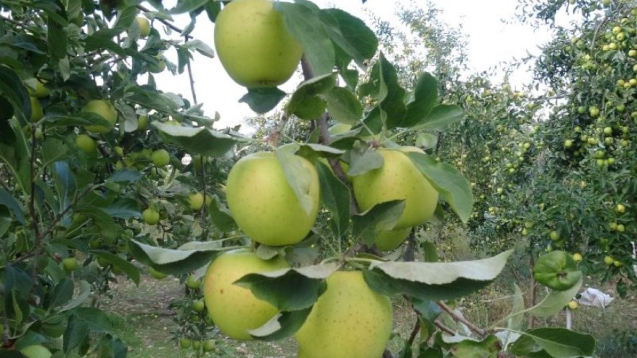 Foto - Malatya’da elma üreticisinin yüzü güldü!