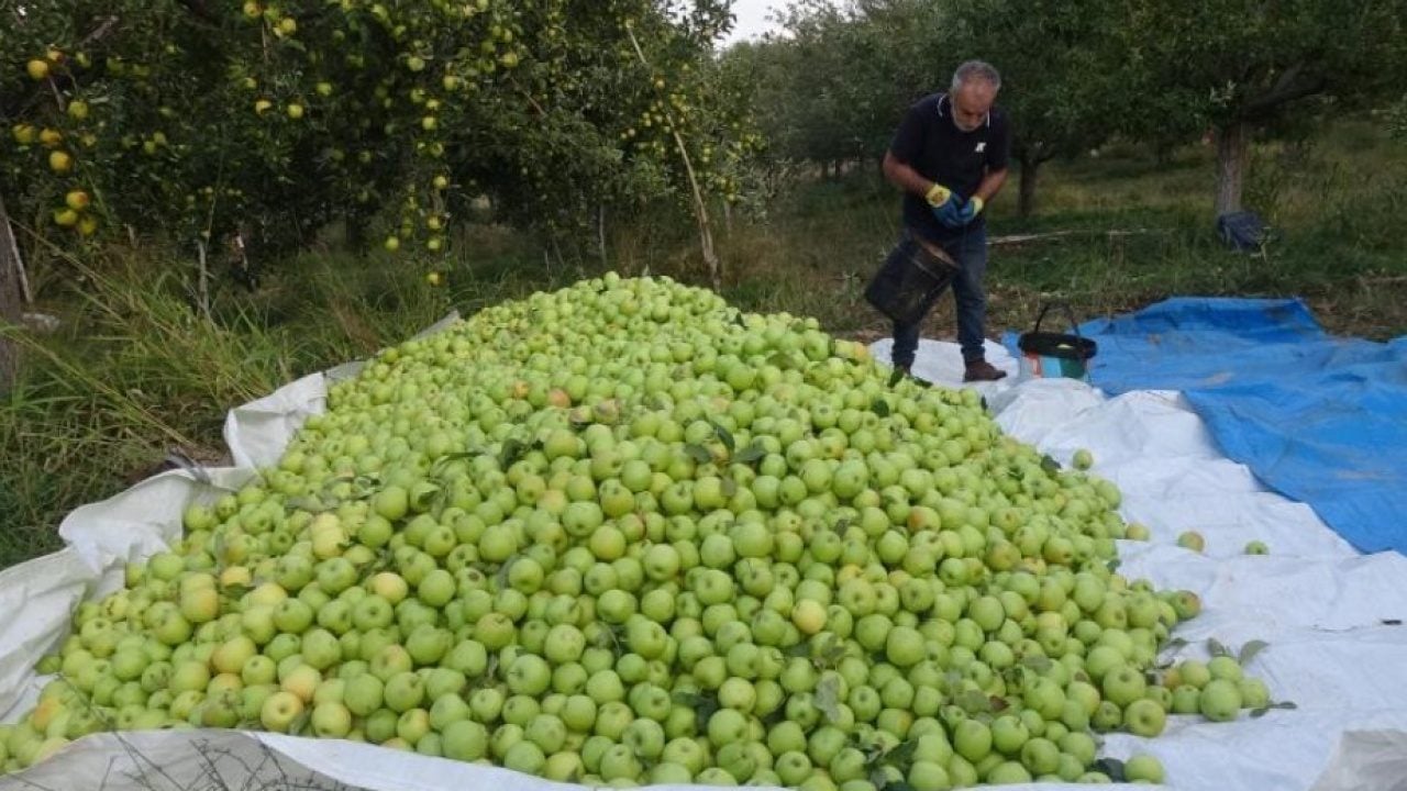 Malatya’da elma üreticisinin yüzü güldü!