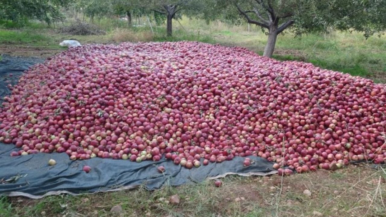 Foto - Malatya’da elma üreticisinin yüzü güldü!