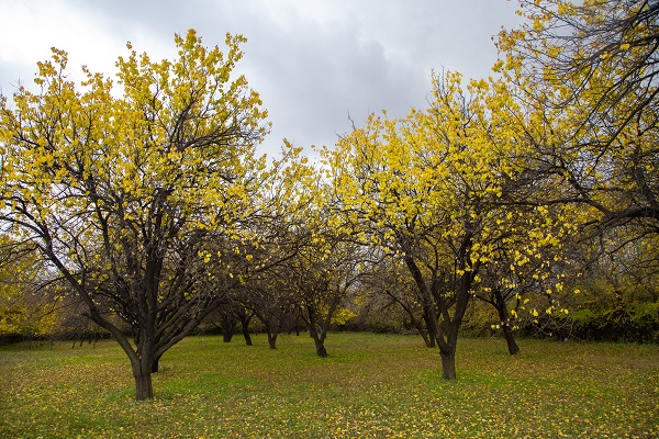 Foto - Malatya'da sonbahar güzelliği