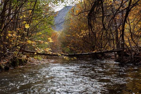Foto - Malatya'da sonbahar güzelliği