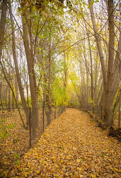 Foto - Malatya'da sonbahar güzelliği
