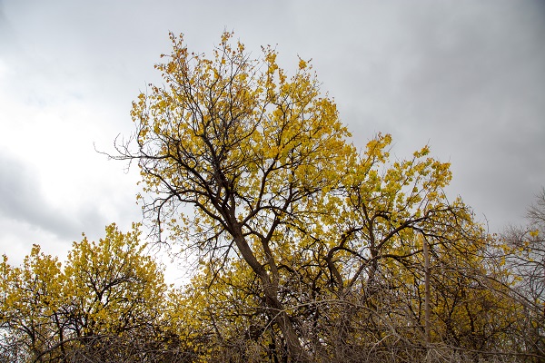 Foto - Malatya'da sonbahar güzelliği