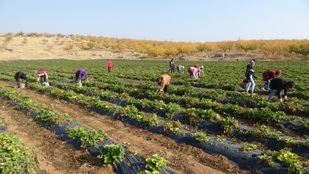 Foto - Malatya'da üretilmeye başlandı! ABD ve onlarca ülke peşine düştü