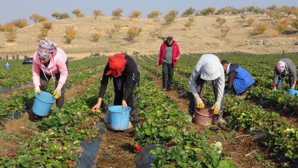 Foto - Malatya'da üretilmeye başlandı! ABD ve onlarca ülke peşine düştü