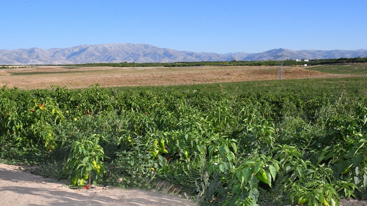 Foto - Malatya'da yetişiyor ABD'ye gönderiliyor