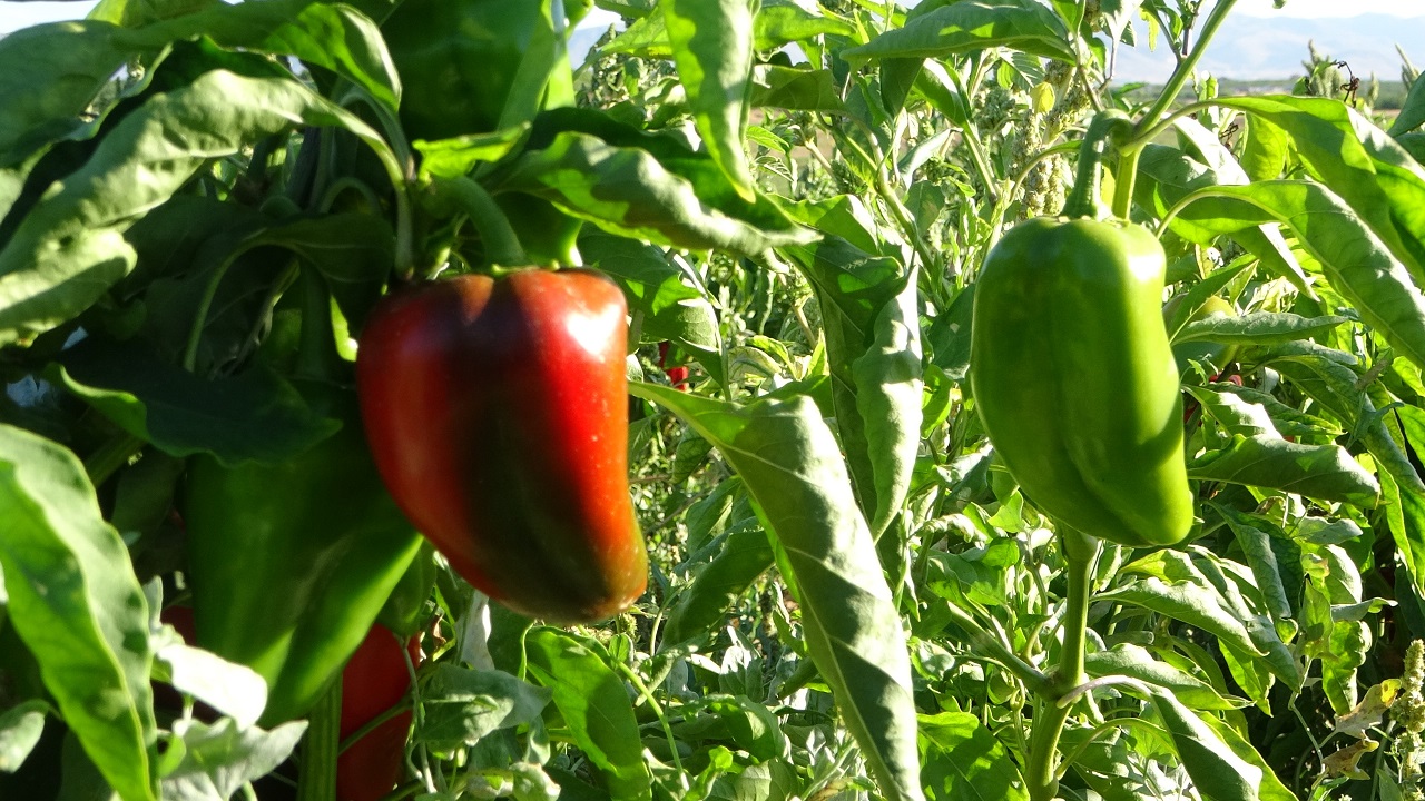 Malatya'da yetişiyor ABD'ye gönderiliyor