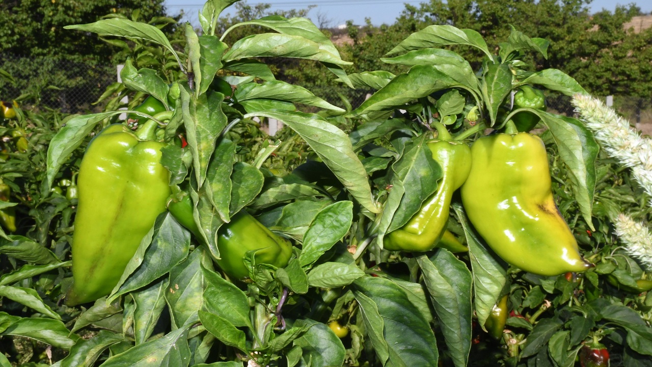 Foto - Malatya'da yetişiyor ABD'ye gönderiliyor