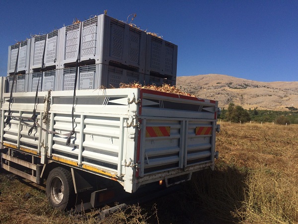 Foto - Malatya'da yetişiyor Avrupa'ya gönderiliyor