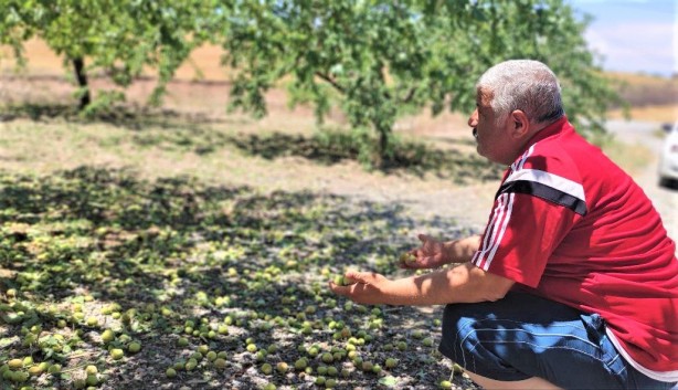 Foto - Malatya'dan kötü haber geldi! Kayısı fiyatları hiç ucuzlamayabilir