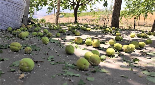 Foto - Malatya'dan kötü haber geldi! Kayısı fiyatları hiç ucuzlamayabilir