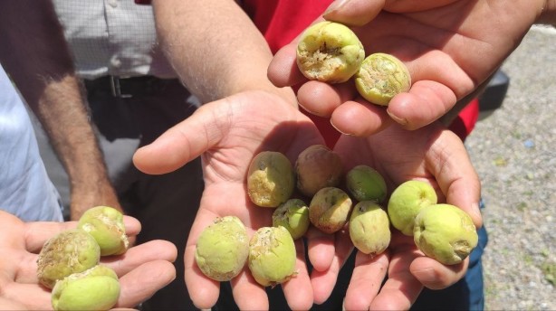 Foto - Malatya'dan kötü haber geldi! Kayısı fiyatları hiç ucuzlamayabilir