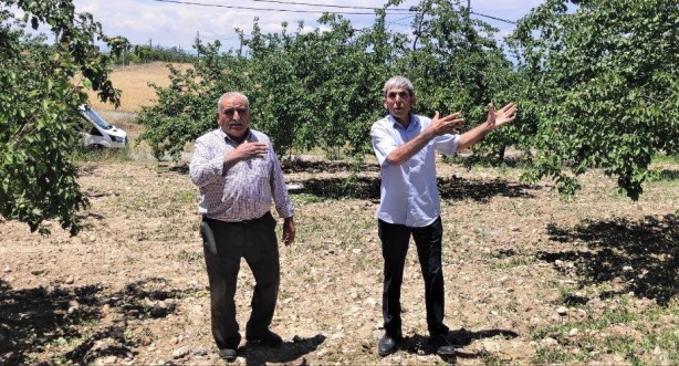Foto - Malatya'dan kötü haber geldi! Kayısı fiyatları hiç ucuzlamayabilir