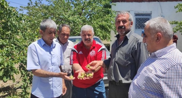 Foto - Malatya'dan kötü haber geldi! Kayısı fiyatları hiç ucuzlamayabilir