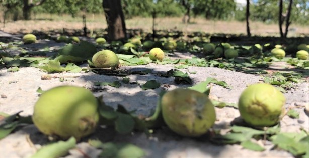 Foto - Malatya'dan kötü haber geldi! Kayısı fiyatları hiç ucuzlamayabilir