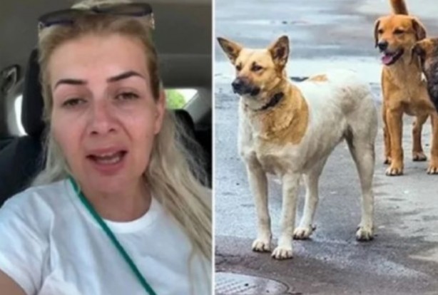 Foto - ‘Mama’sı kesilince ağlamaya başladı! Hayvan derneği parasıyla at yarışı