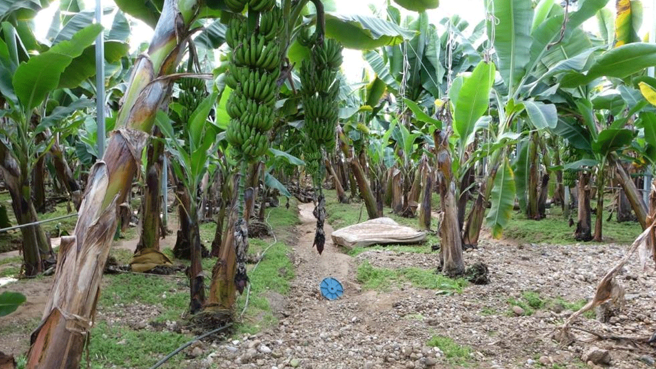 Foto - Manavgat'ı hortum vurdu