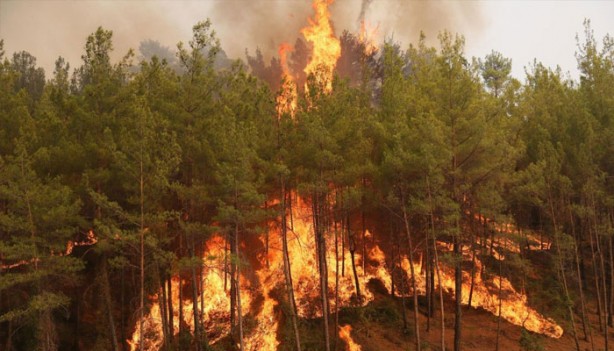 Manavgat'taki bilanço: 60 bin hektar kül oldu, 1 milyar TL zarar var