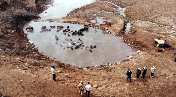 Foto - Manda ve atların kaplıca keyfi görülmeye değer!