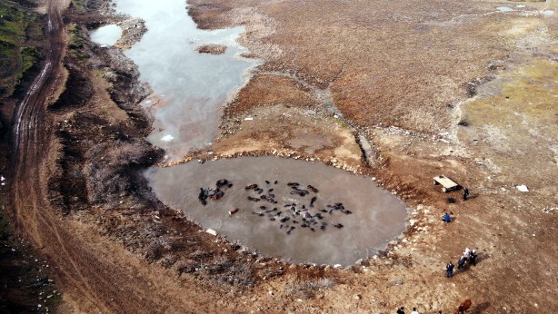 Foto - Manda ve atların kaplıca keyfi görülmeye değer!