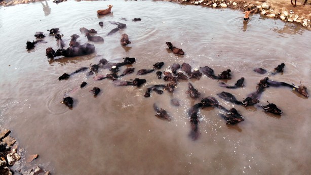 Foto - Manda ve atların kaplıca keyfi görülmeye değer!